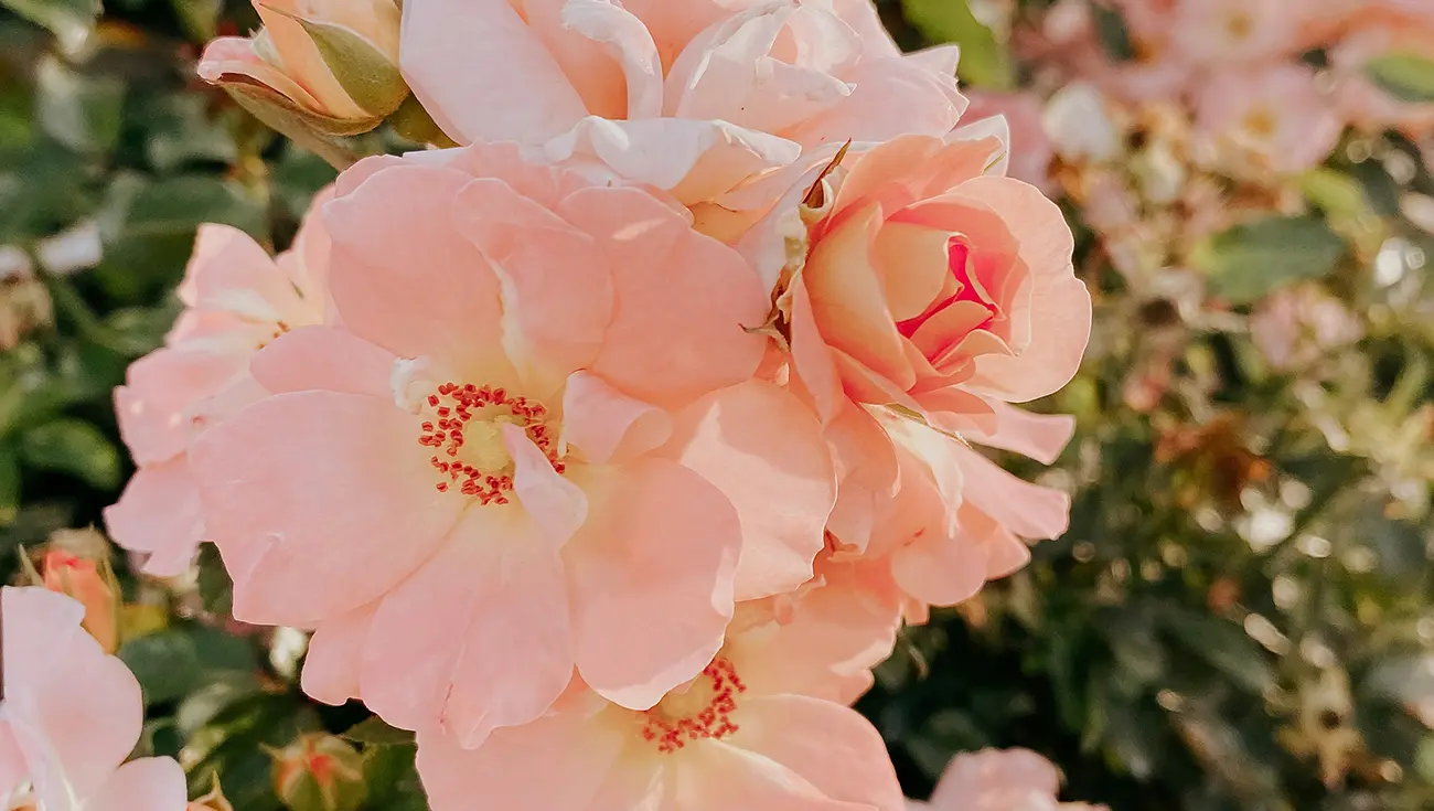 セルフイメージを変える方法｜朝の5分で理想の自分に近づく習慣